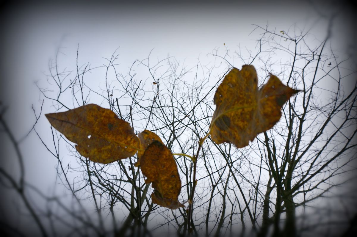 LES FEUILLES MORTES