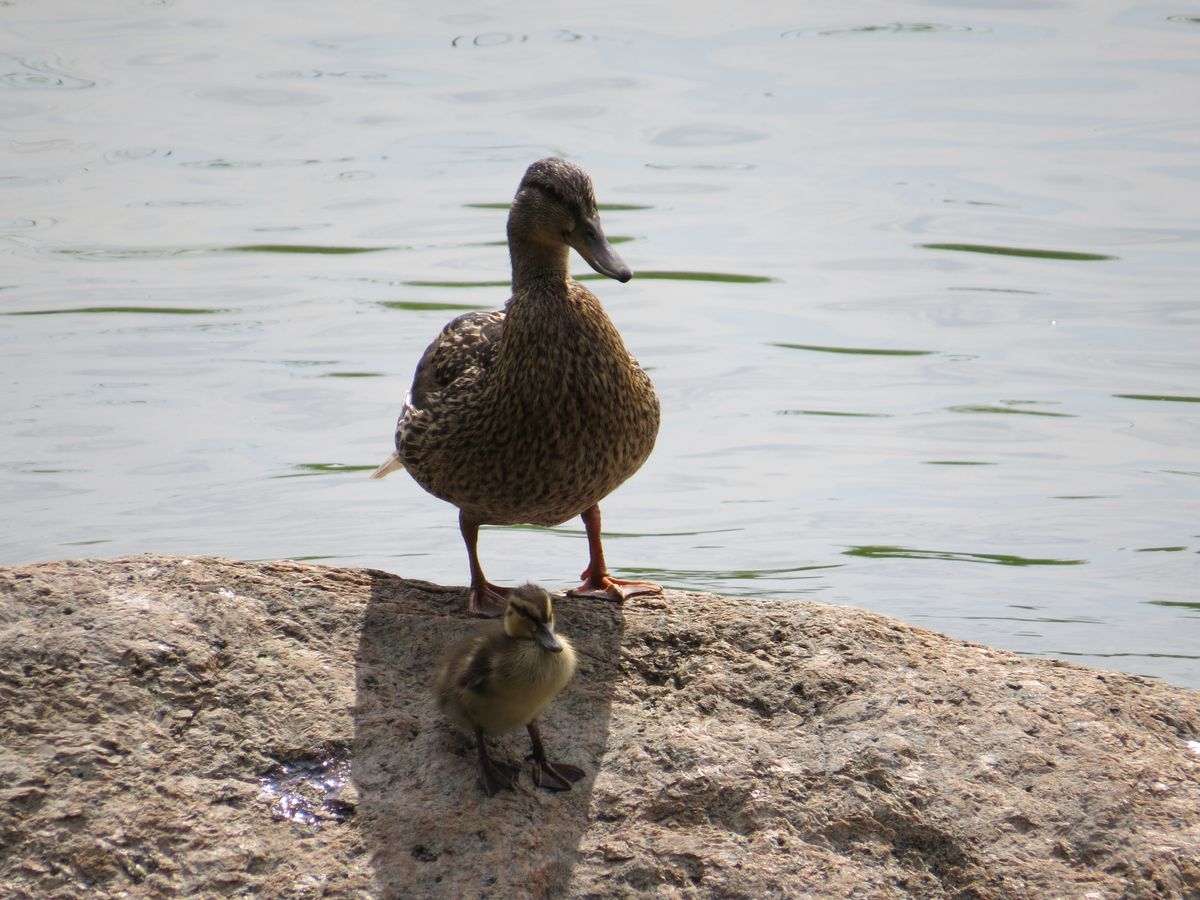 Duck and duckling