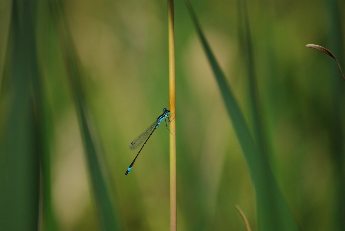 Demoiselle bleue sur fond vert