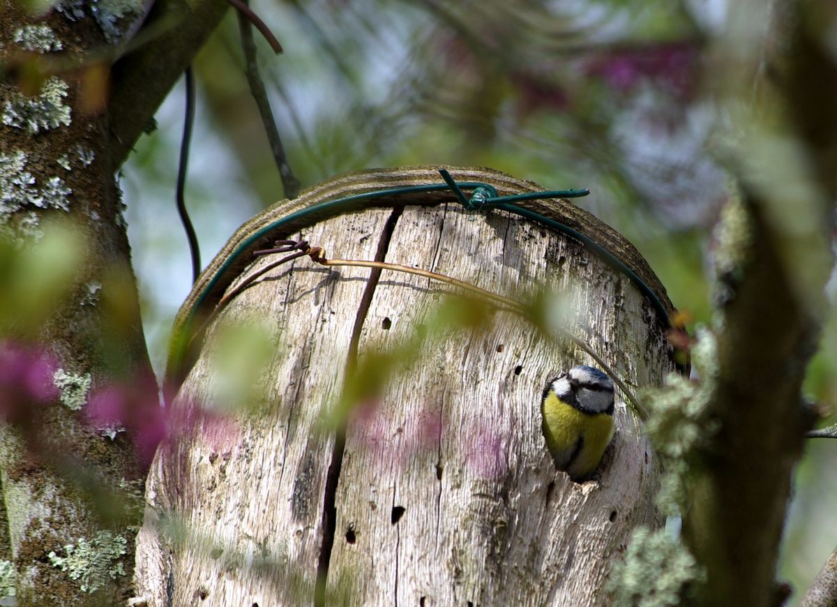 Mésange bleue