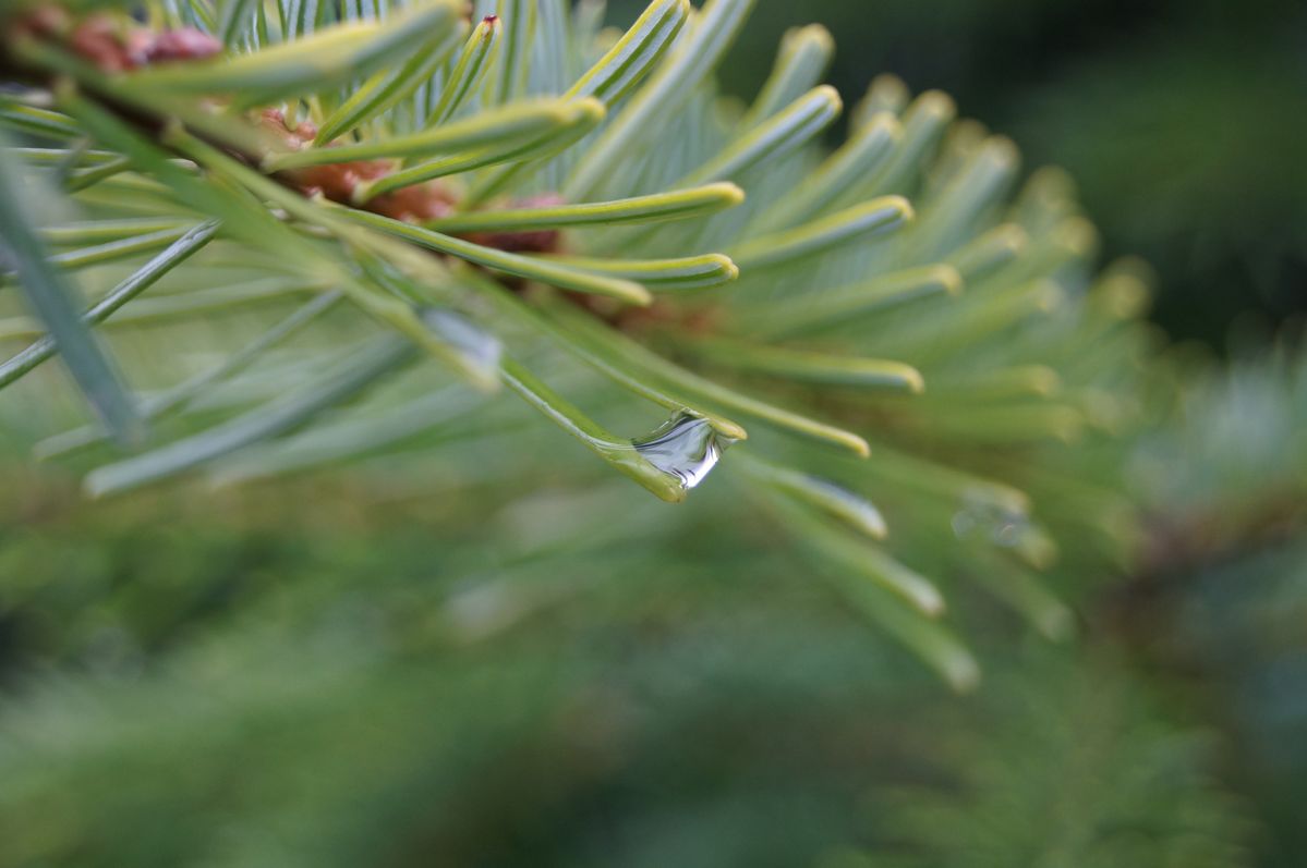 Wassertropfen