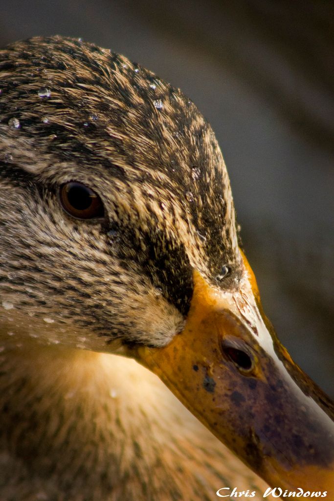 Taken on a river in Dorchester, the duck was surrounded by other little ducklings and I managed to capture this close up photo with a 75-300mm zoom lens in the golden light. Completely soaked after having a venture into the river too to get this low! Taken at ISO: 800 Exposure 1/80 Aperture: F/5.6