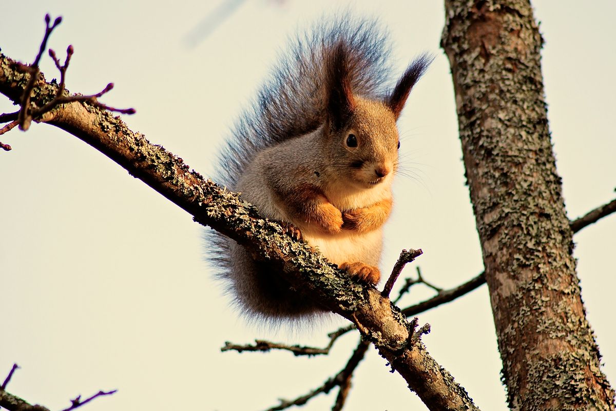 squirrel chilled out