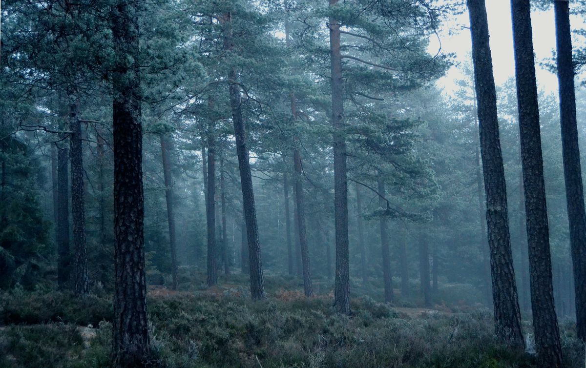 foggy dusk in the forest with frost on the trees is just the best. 