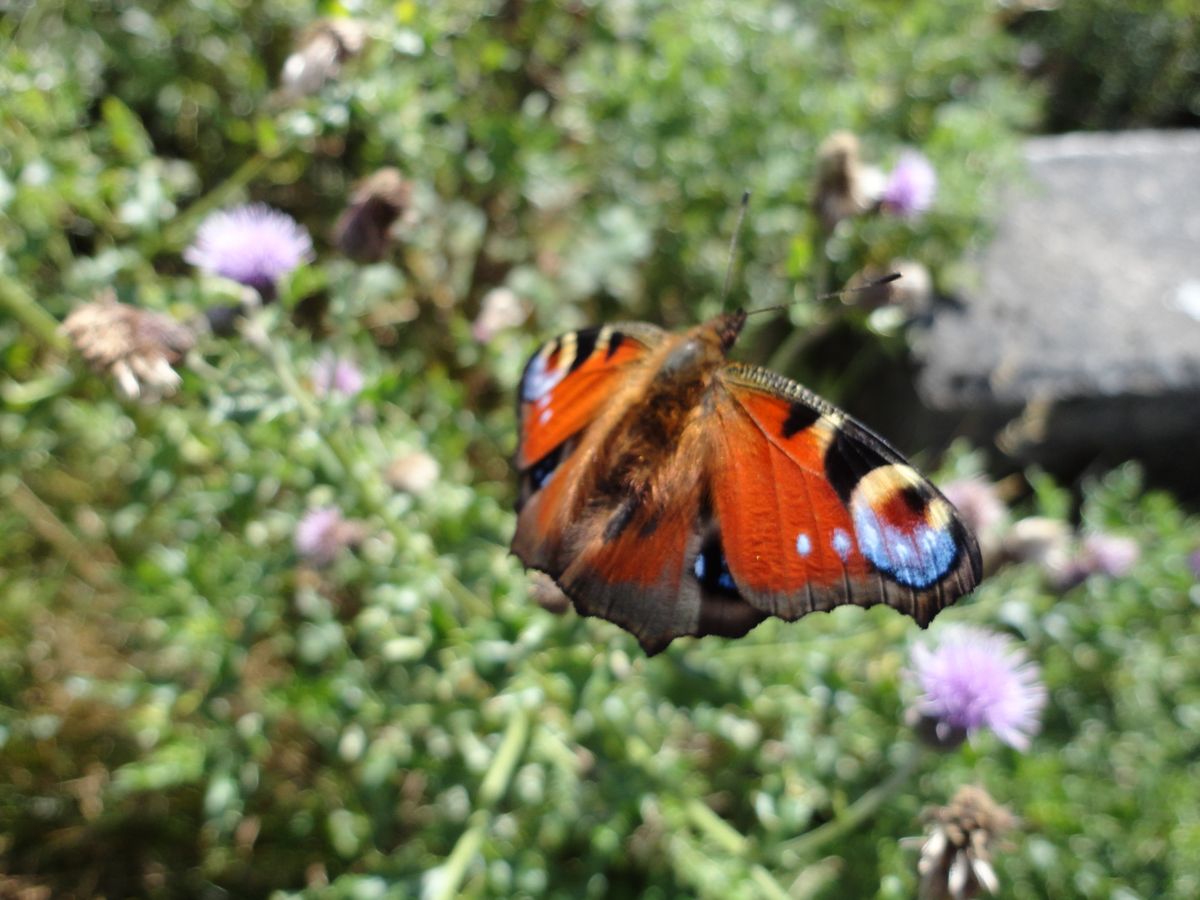 European Peacock