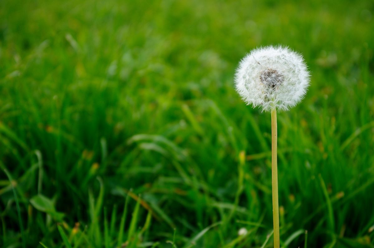 dandelion