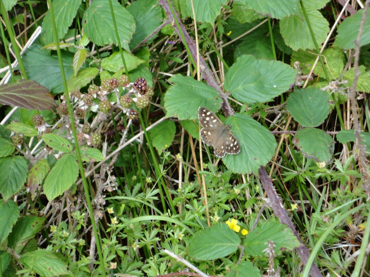 Speckled Wood Butterfly