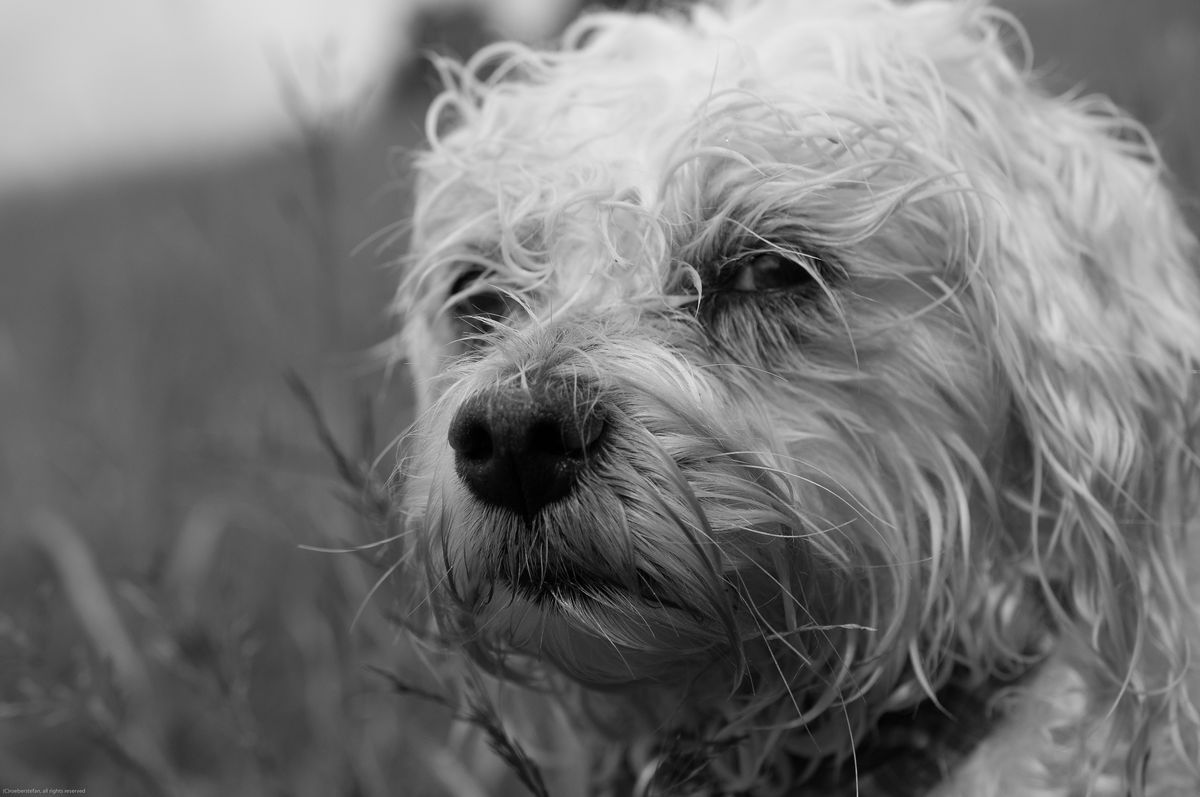 bonita maltese dog