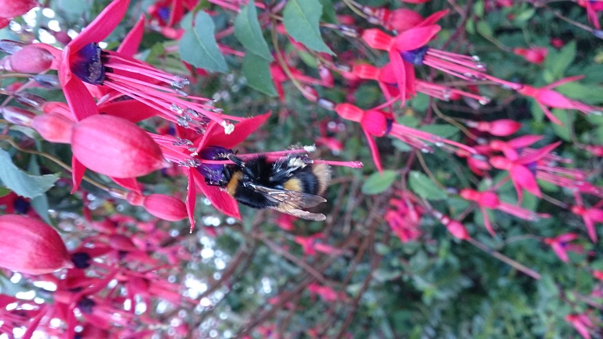 A busy bee in the garden.