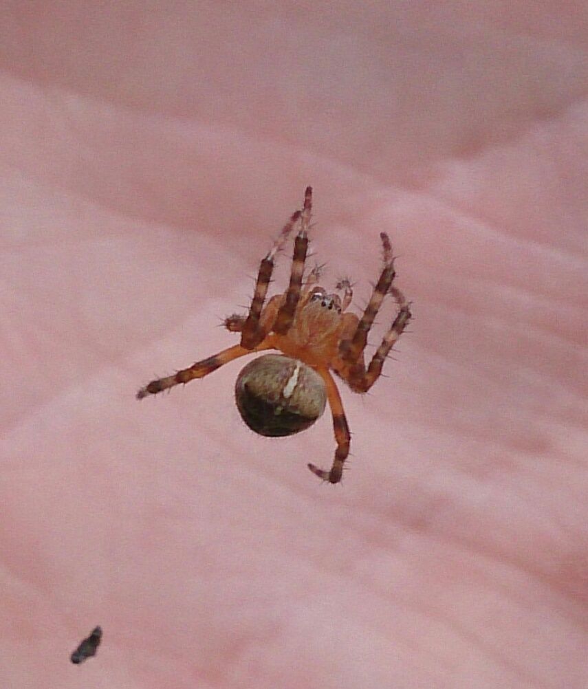 A spider hanging around on it's Web.