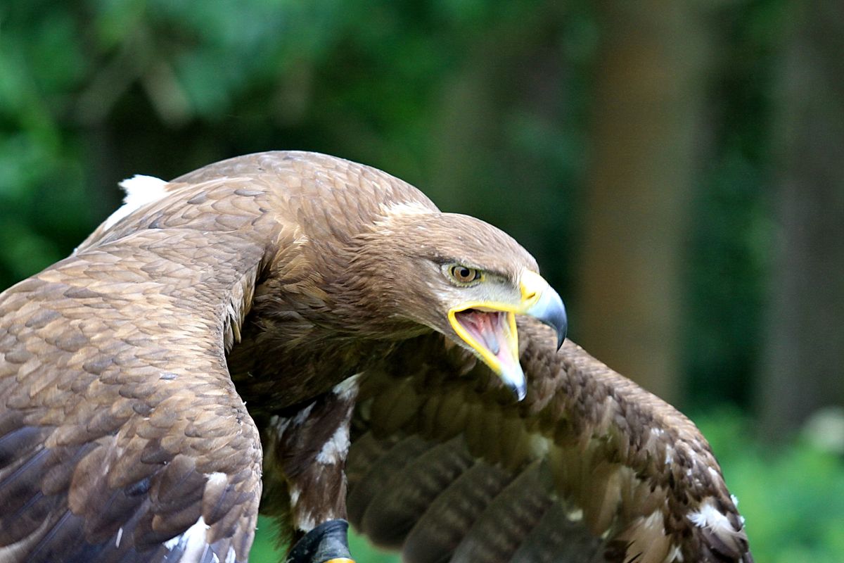 Zu Besuch auf dem Falknerhof