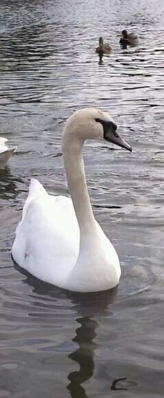 A majestic Swan.