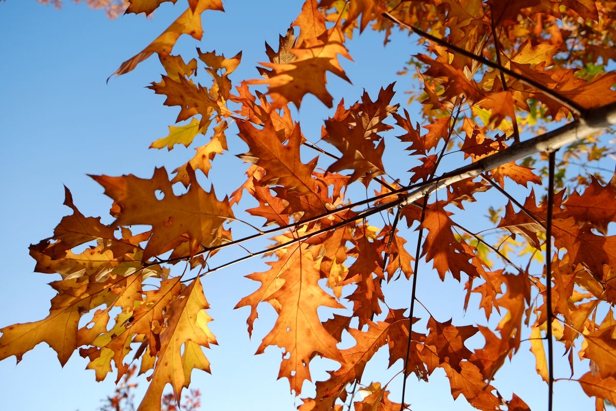 herbstfarben.jpg