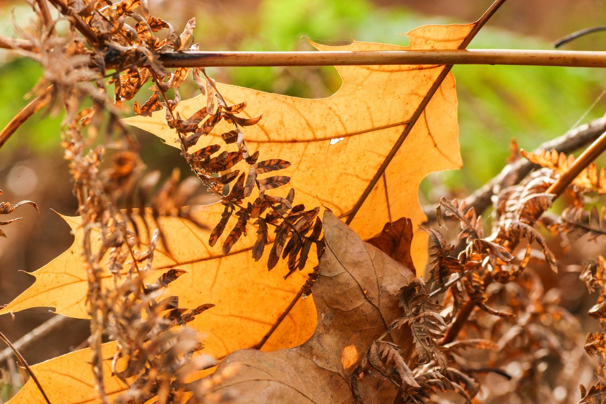 herbstlaub.jpg