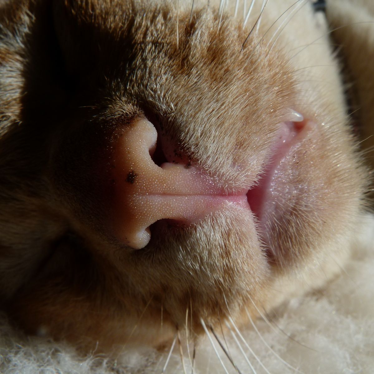 My sleeping cat had one fang protruding from his 'lip' - I thought the gentle, softeness of his little face was a great contrast with the protruding tooth which is representative of his ability to kill.