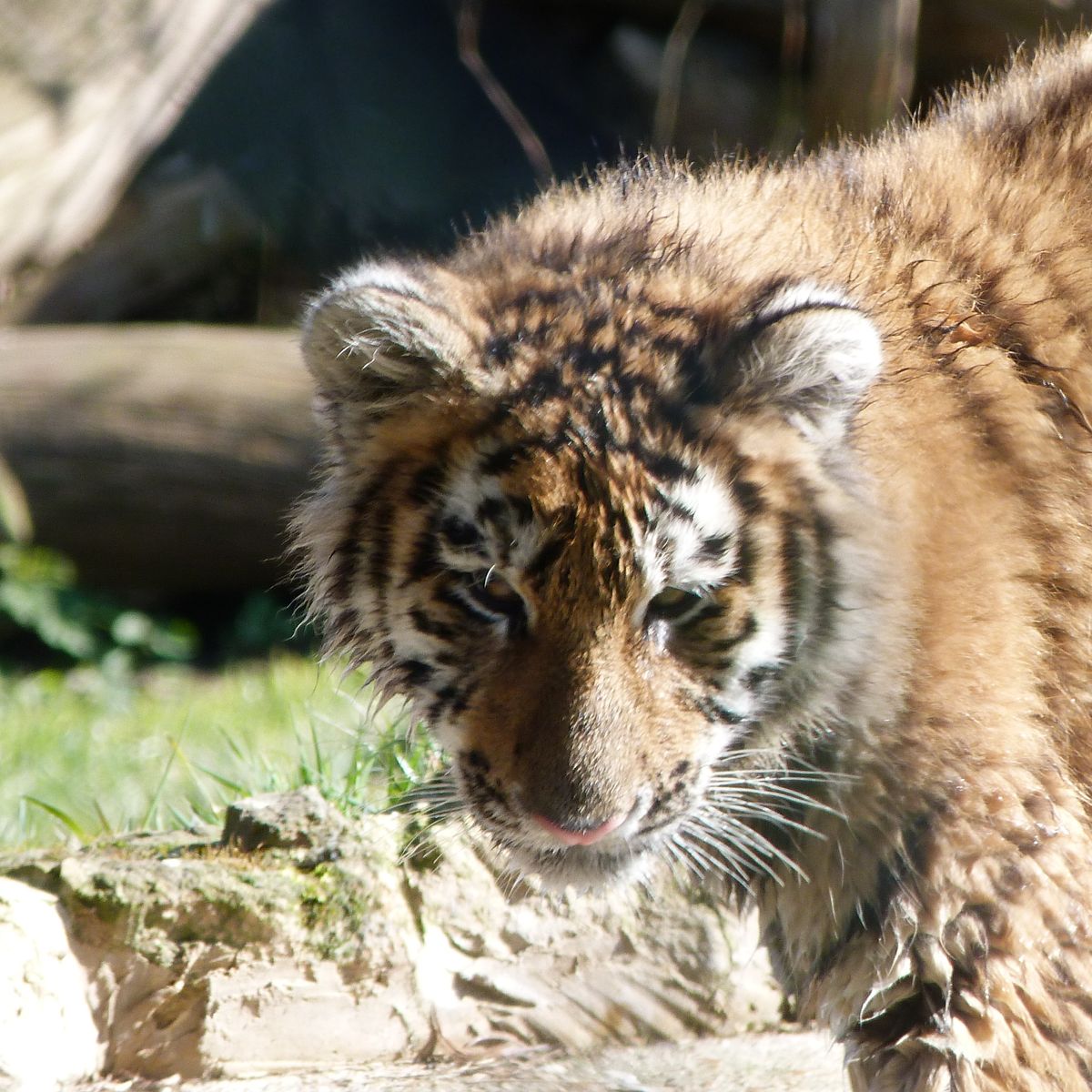 This little tiger cub had been rejected by her mother and hand-reared by her keeper, who was encouraging her to enter the water to retrieve he toy.   Howletts Zoo Park.