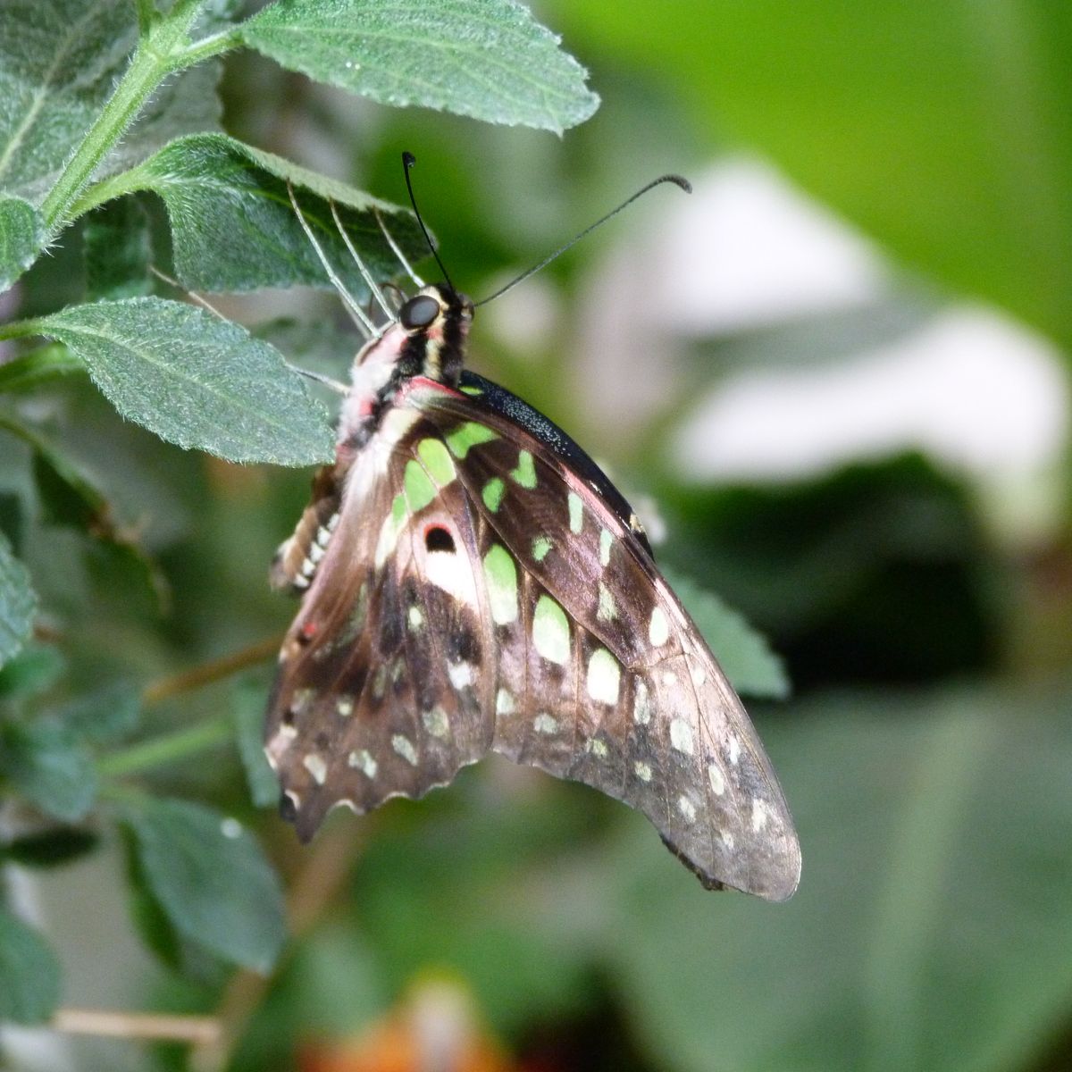 Only tiny, but this little butterfly seemed so intent on going about his business, regardless of being watched and photographed!  I love the green marks on his wings - so bright in comparison to the rather drab appearance of the rest of him.   