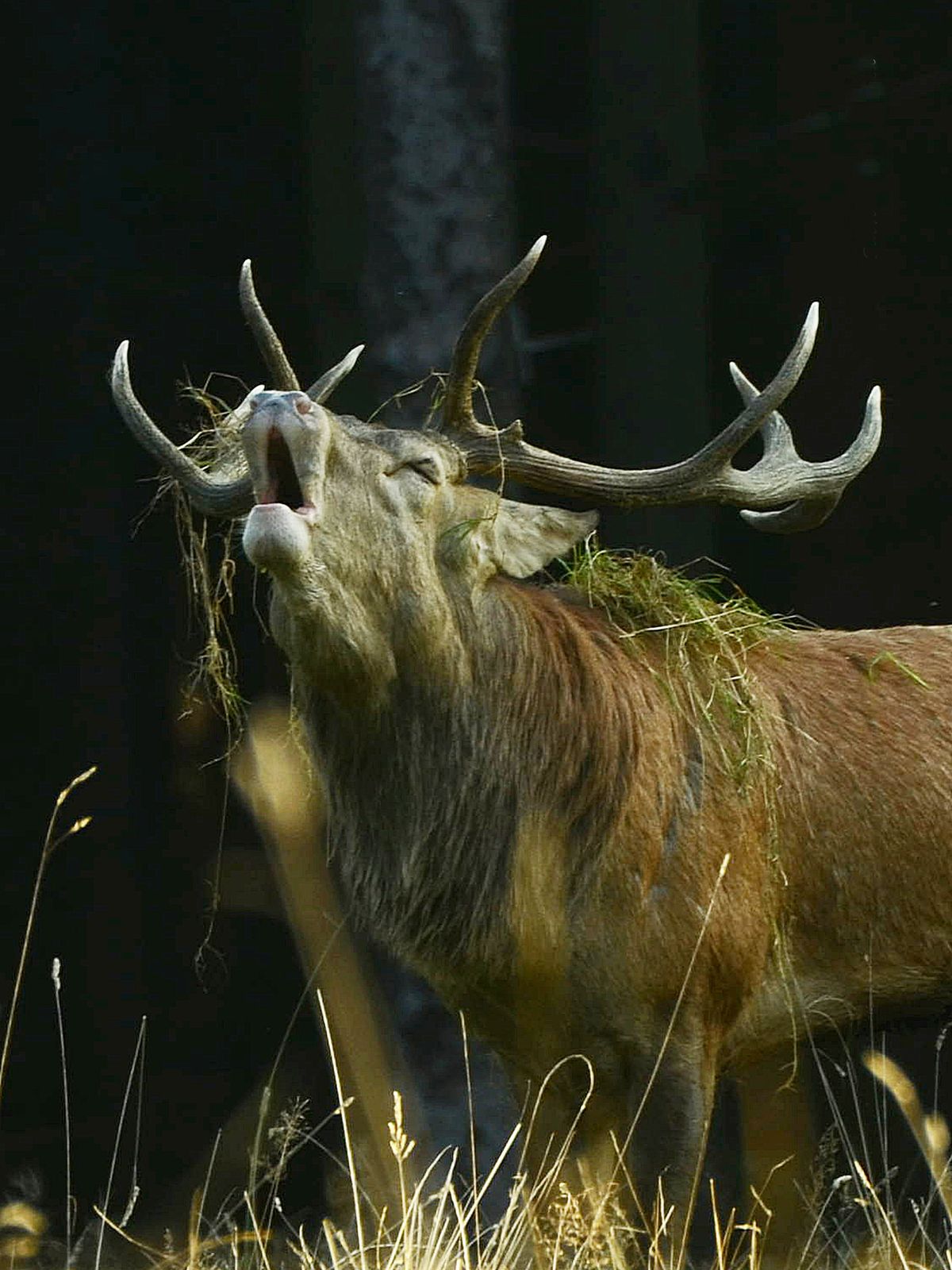 Brame du  cerf dans les ardennes Belge