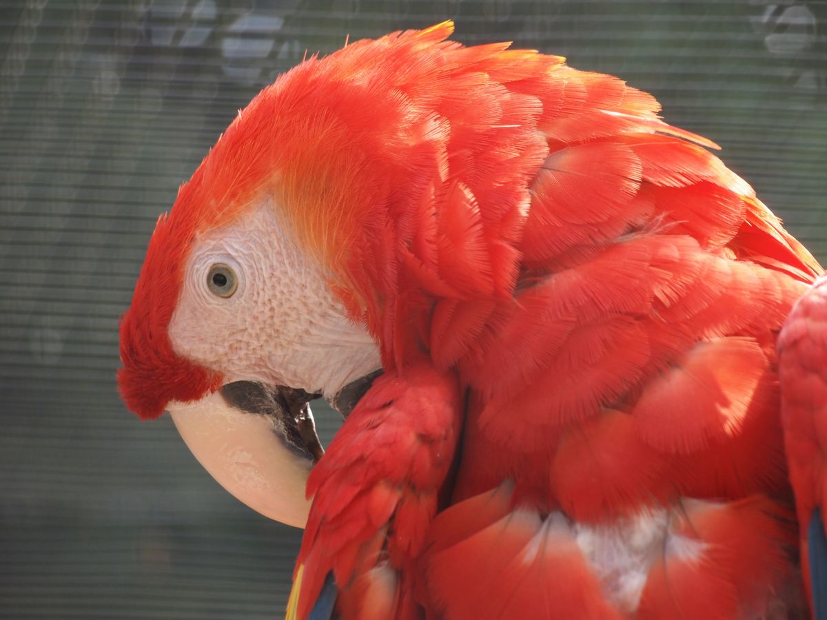 A beautiful parrot in the Pairi Daisa zoo in Belgium