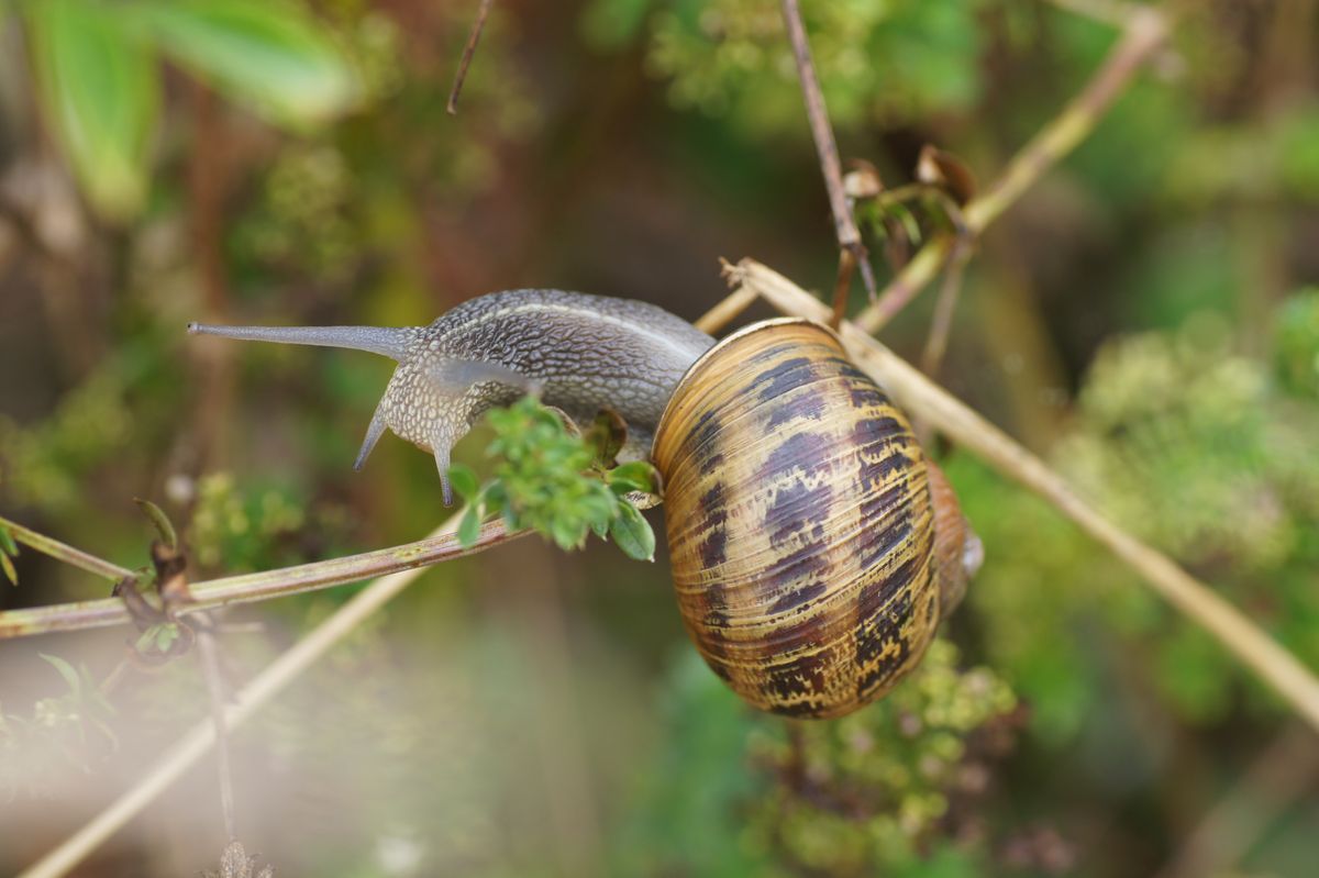 Escargot