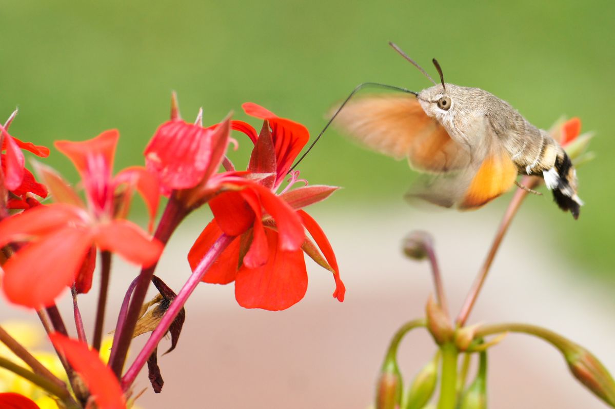 Papillon colibri ou Moro Sphinx