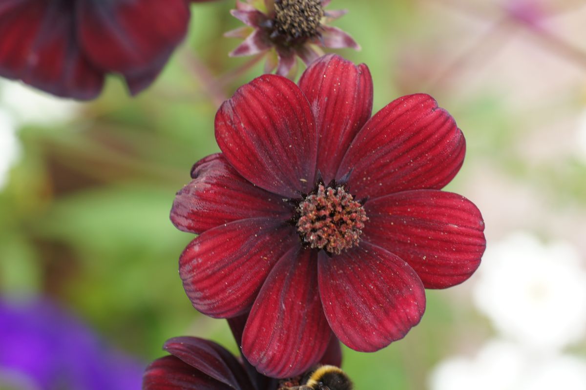 Fleur pourpre