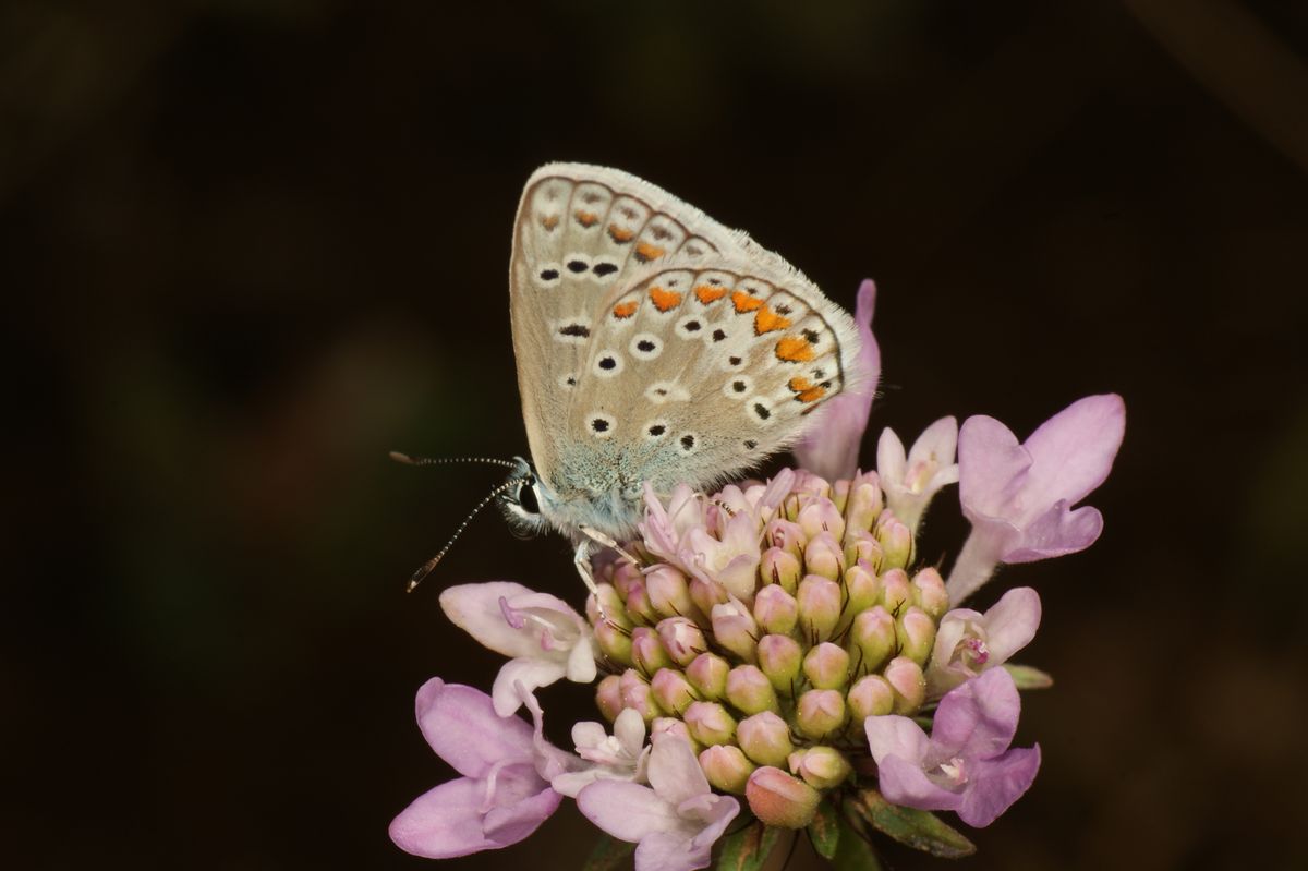 Polyommatus bellargus