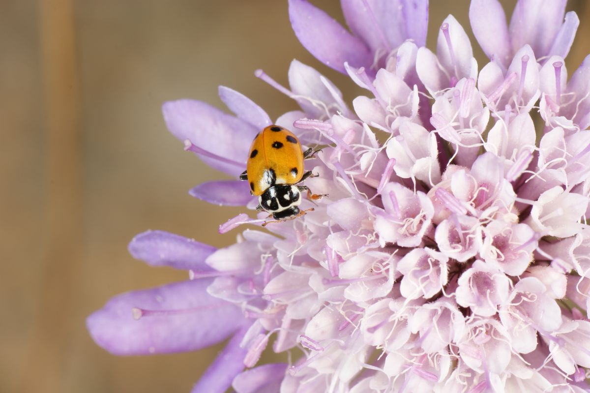 Adonia variegata