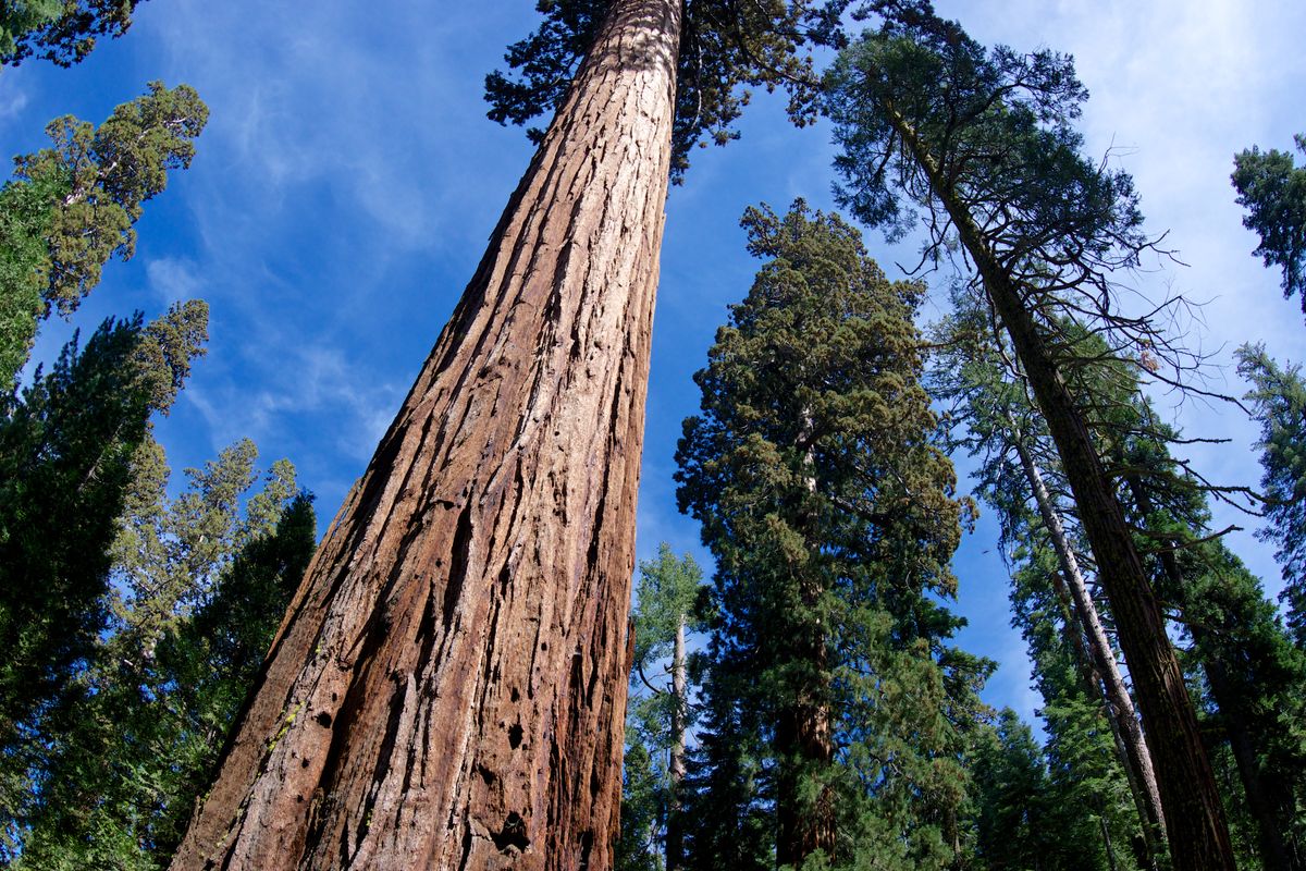 the tallest trees