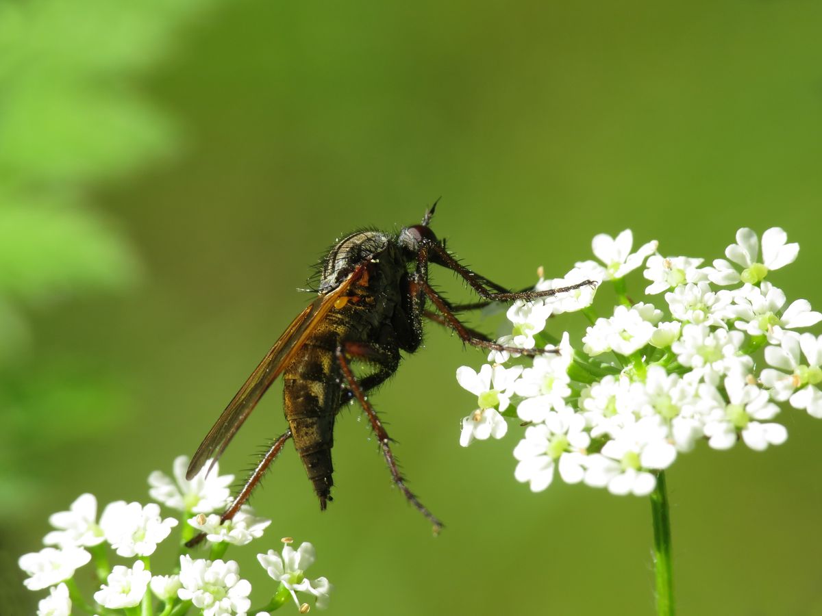 L'acrobate ...