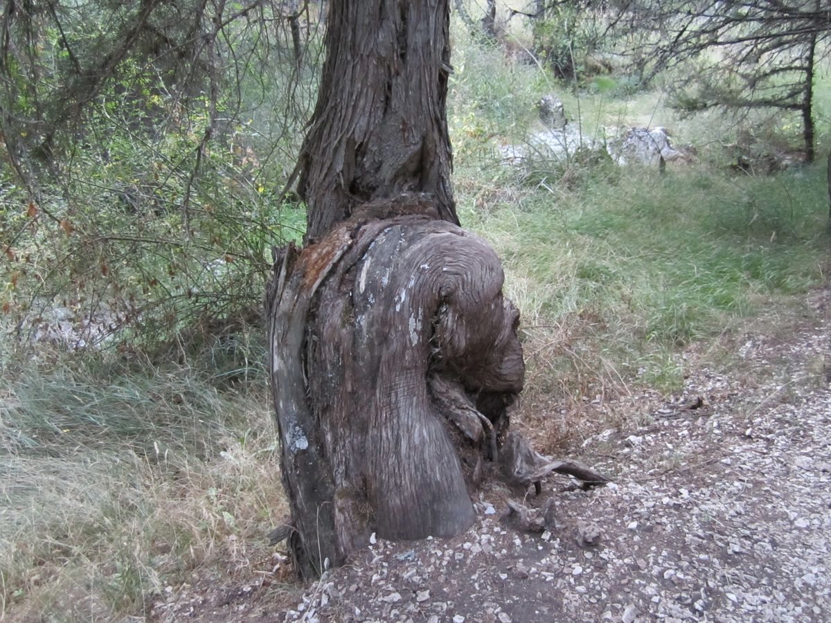 CAPRICHO DE LA NATURALEZA