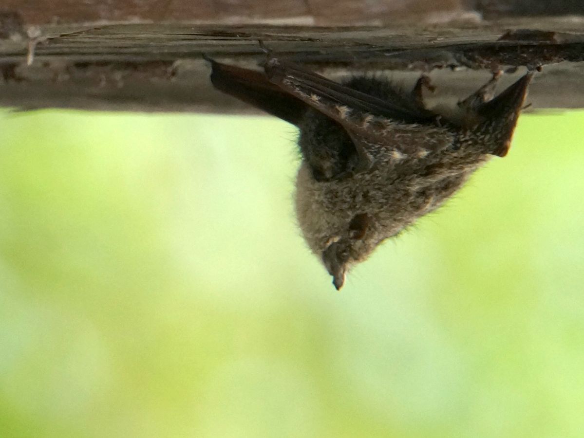 vleermuis, hangende onder brug