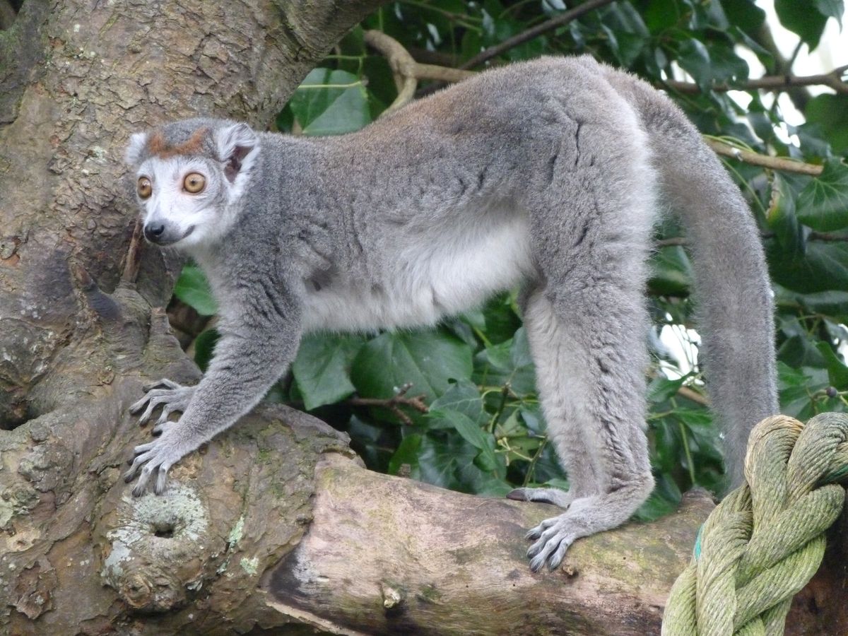 I spent a long time photographing these lemurs on a freezing morning - difficult, as they never seem to keep still!  This shot shows the lemur's wonderful thick fur and beautiful hands. 