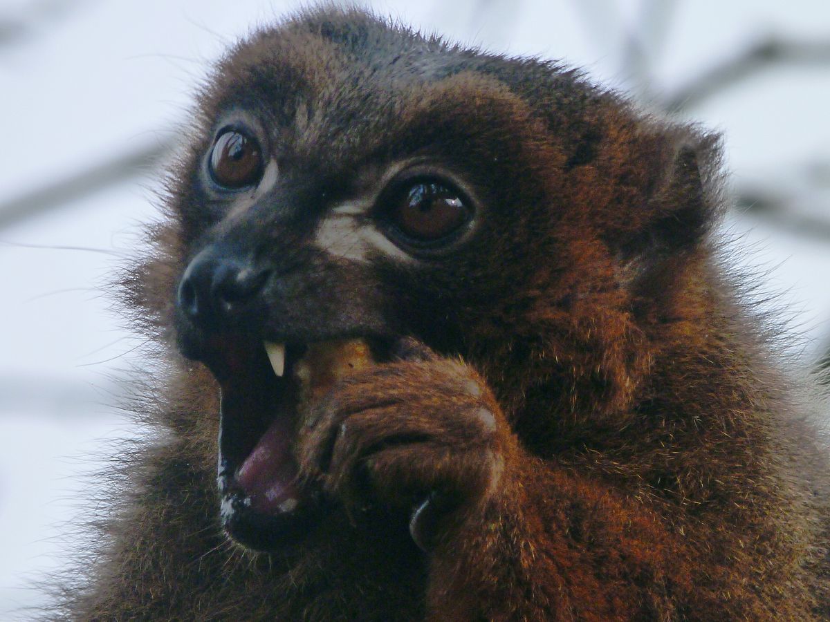 This lemur was tucking into an apple, early on a freezing cold morning. I was surprise to see that long tooth as the lemurs were all around me with no fence!