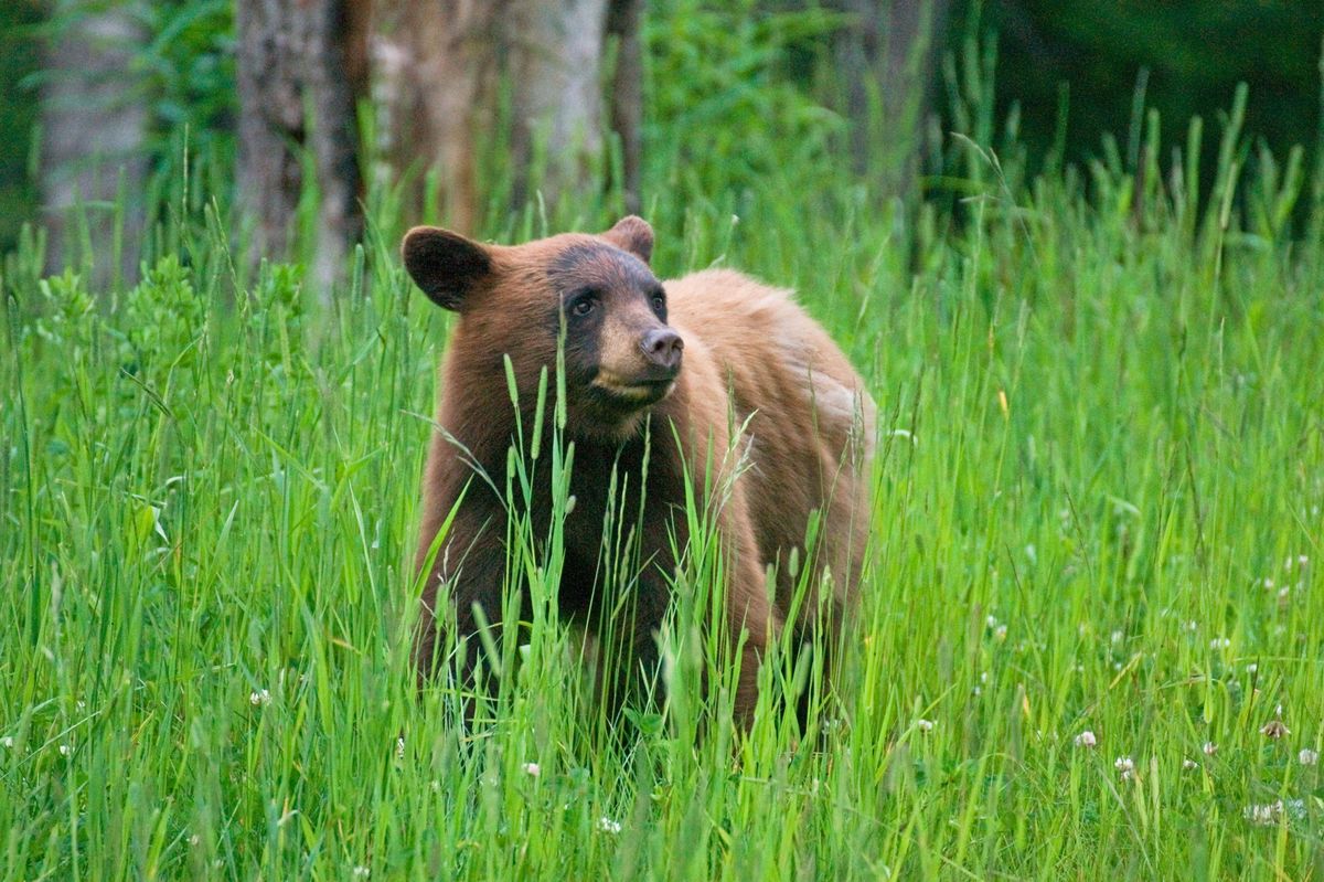 Bärenwildnis