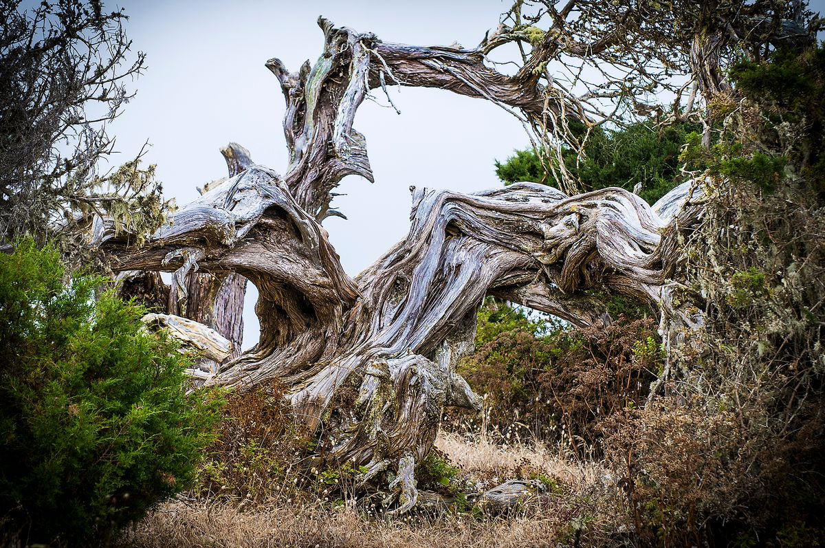 Arboles Retorcidos