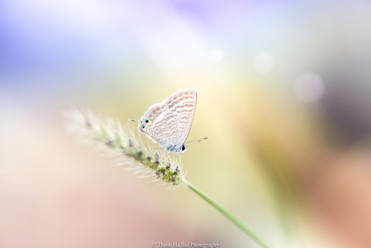 Je me réveille et je vais prendre l'air dans le jardin. Il fait beau et bon. Ce matin je me sens bien, je ne saurai vous dire combien. Et là, comble du bonheur un papillon qui se pose devant moi. Je m'approche puis il part. Je rentre chercher mon appareil et le voilà à nouveau devant moi.