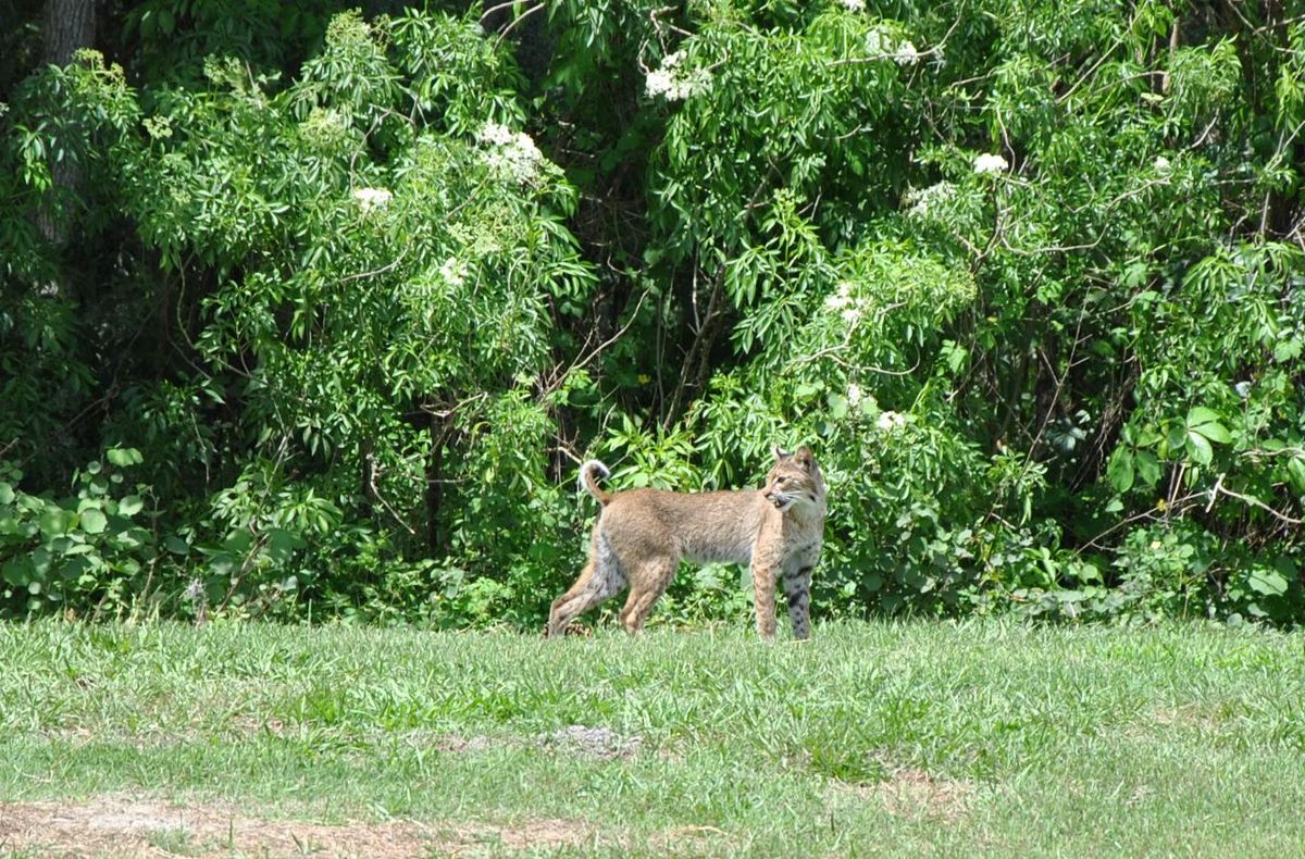 Puma de Floride