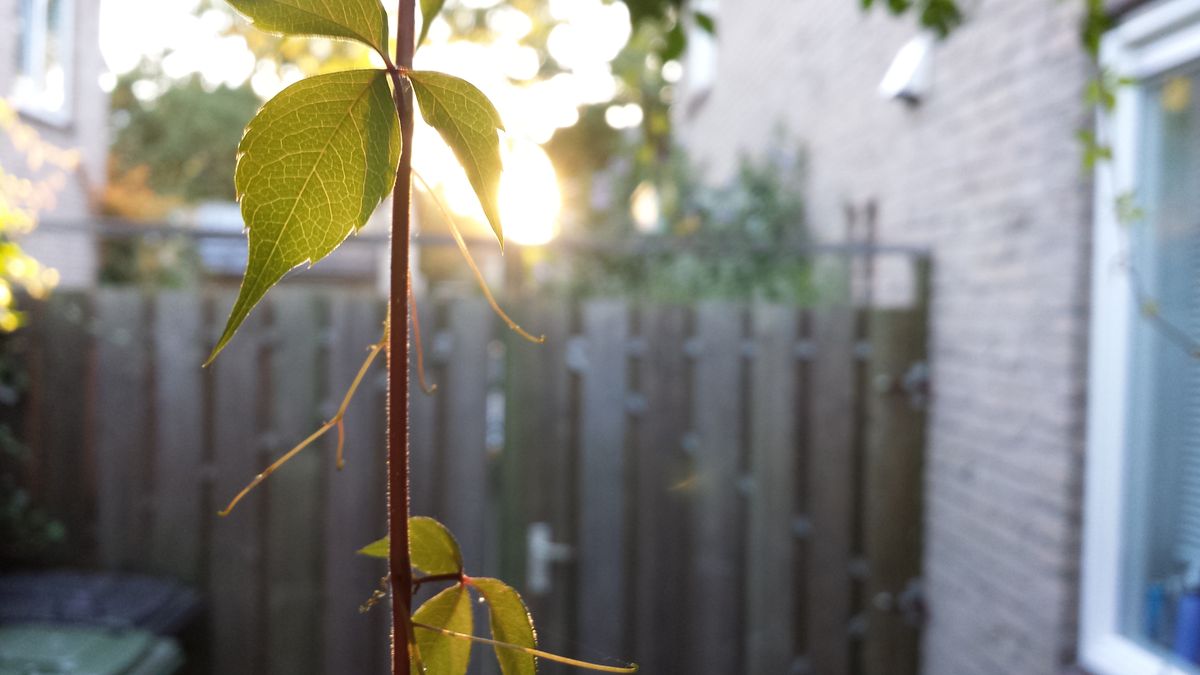 Foto van een blad