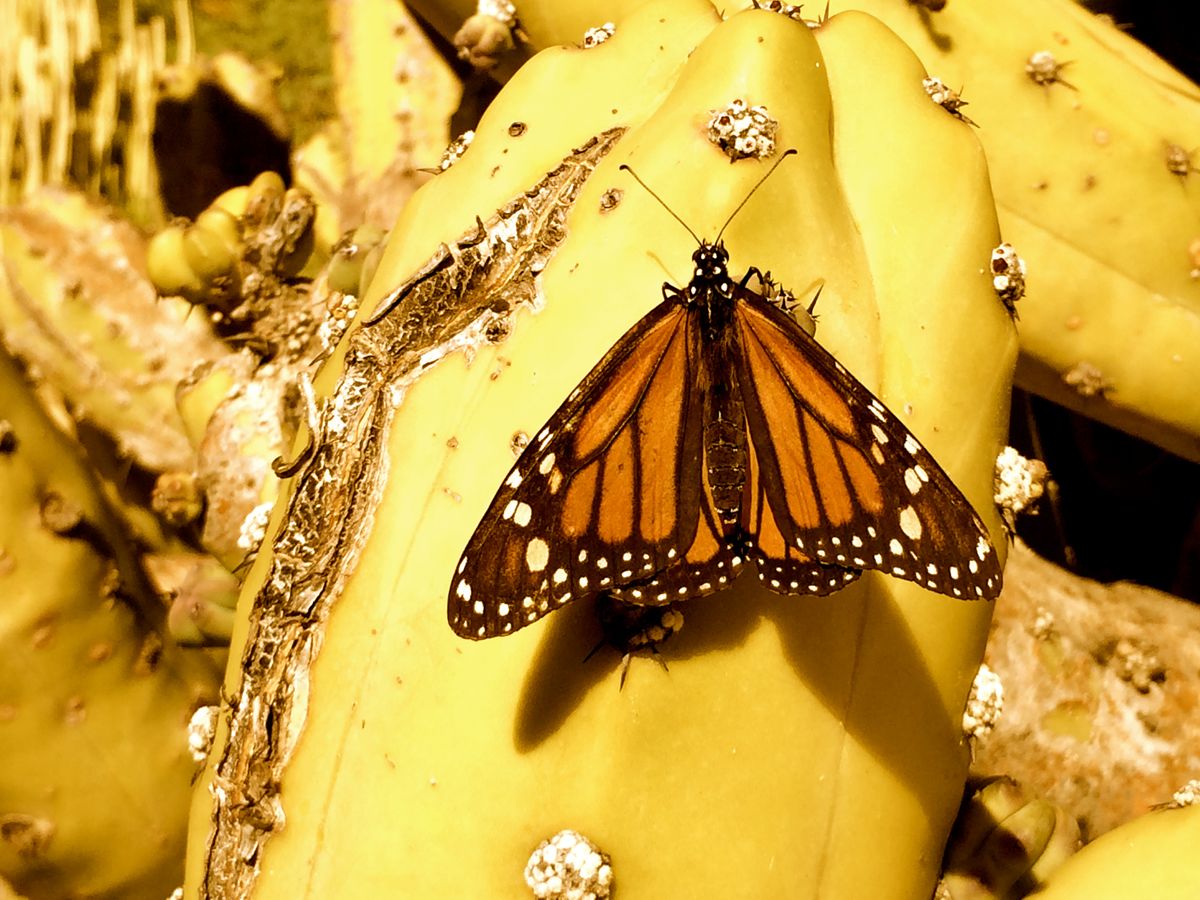 Mariposa en cactus