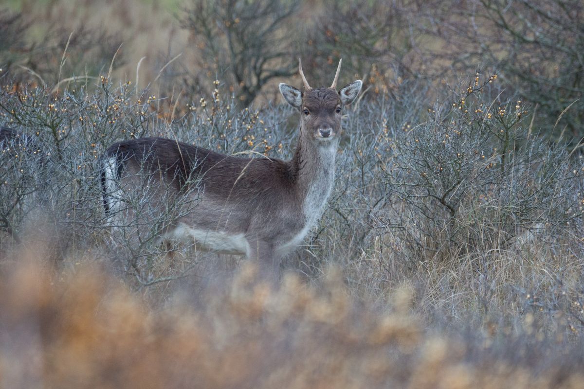 A deer in the dunes early in the morning