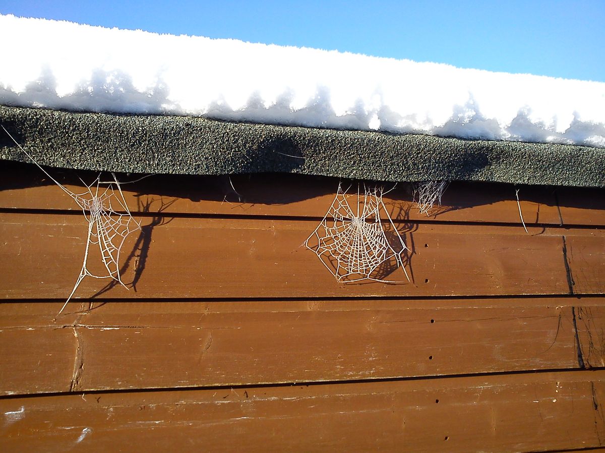 Frozen web