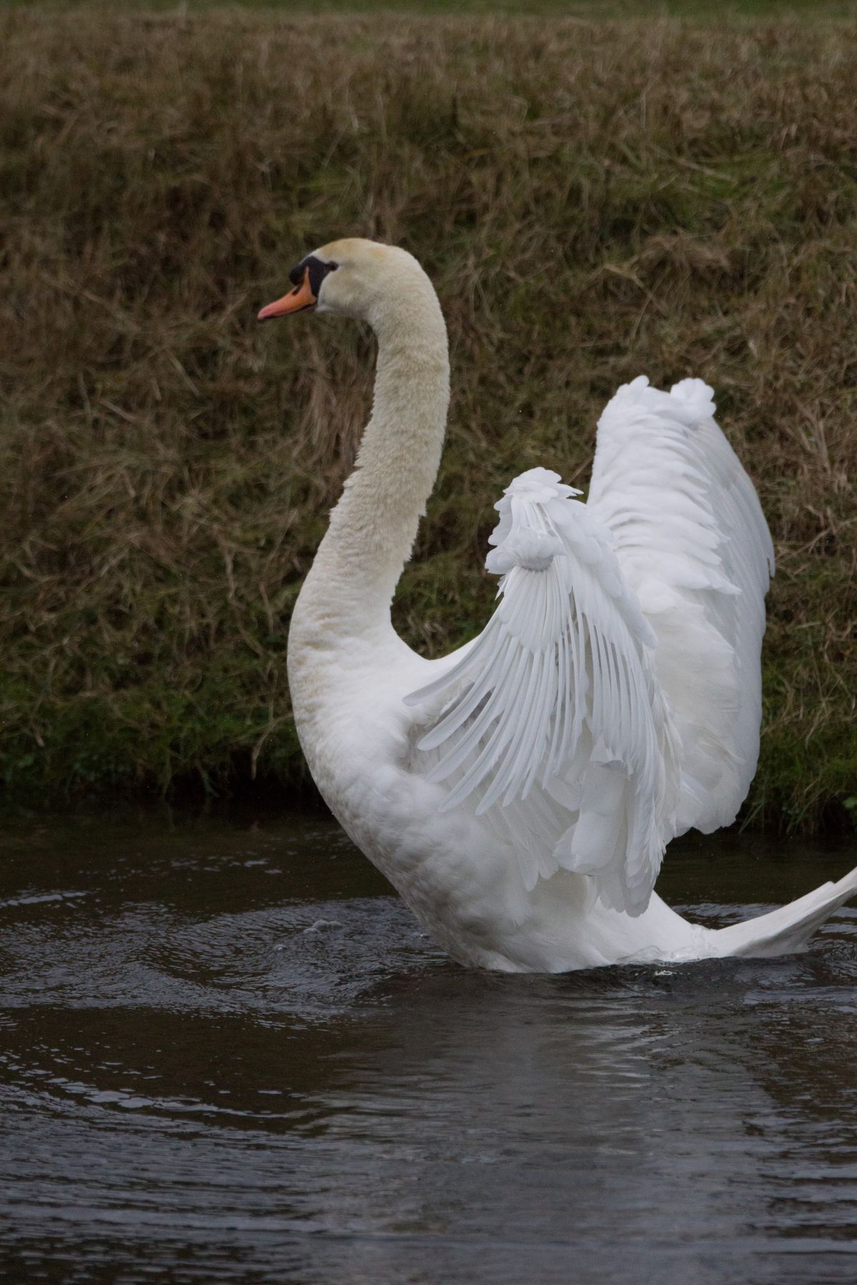 Swan stretching out