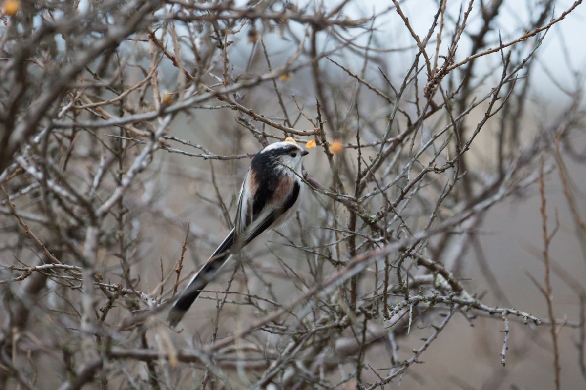 Small bird going for berries as breakfast