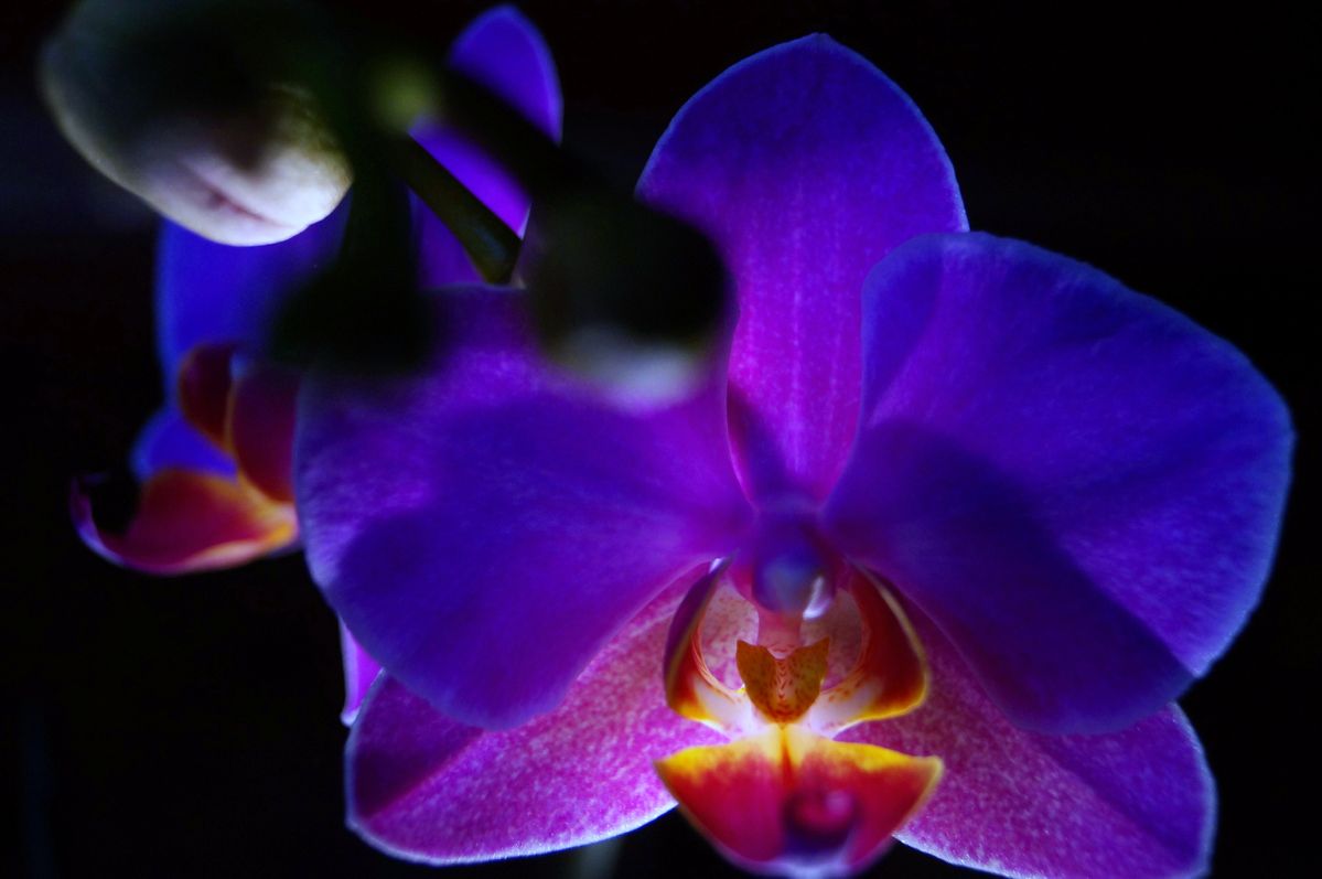 Macro Orchideen