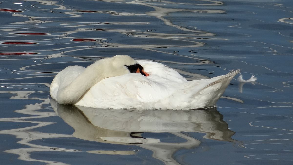 Swan at rest