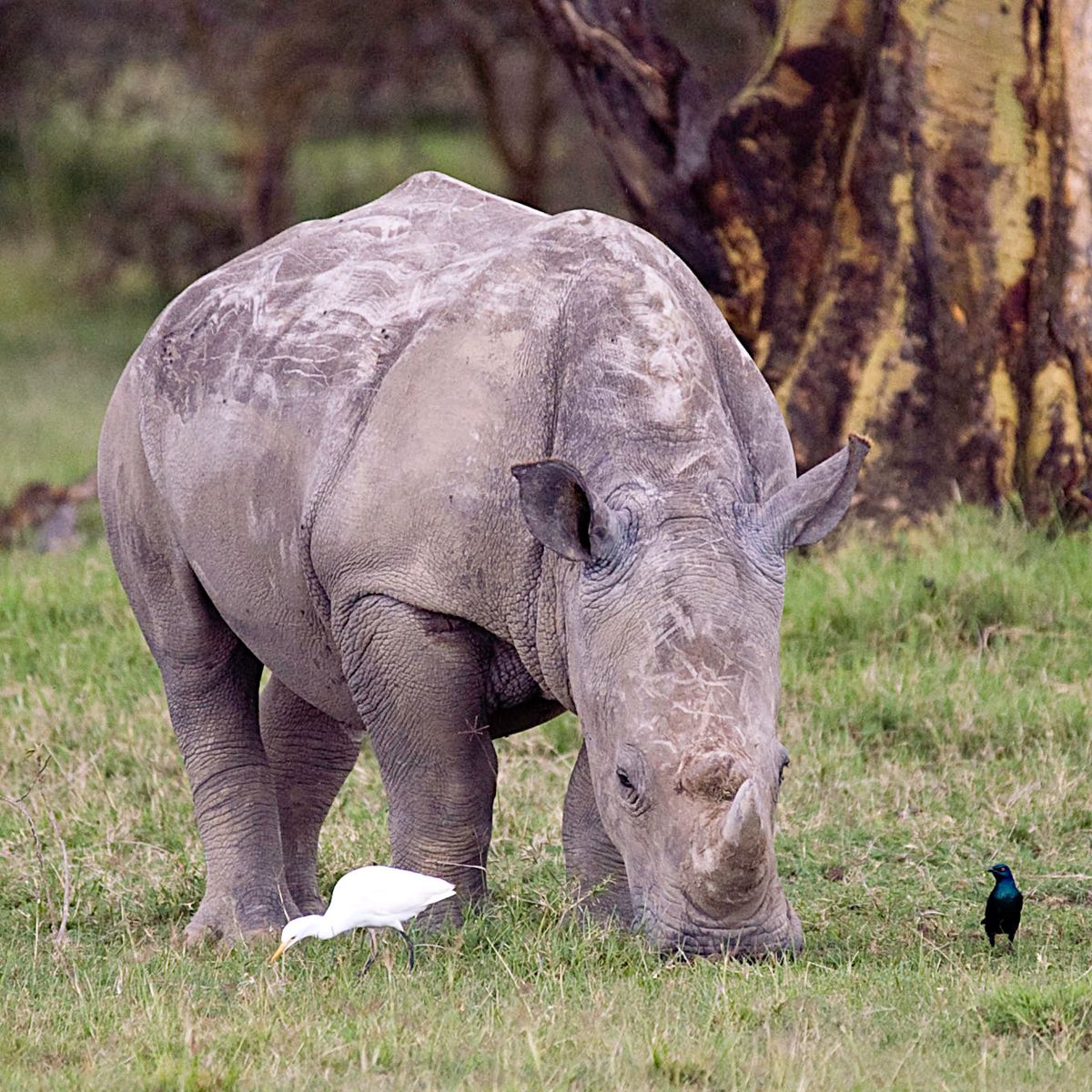 Rhinocéros