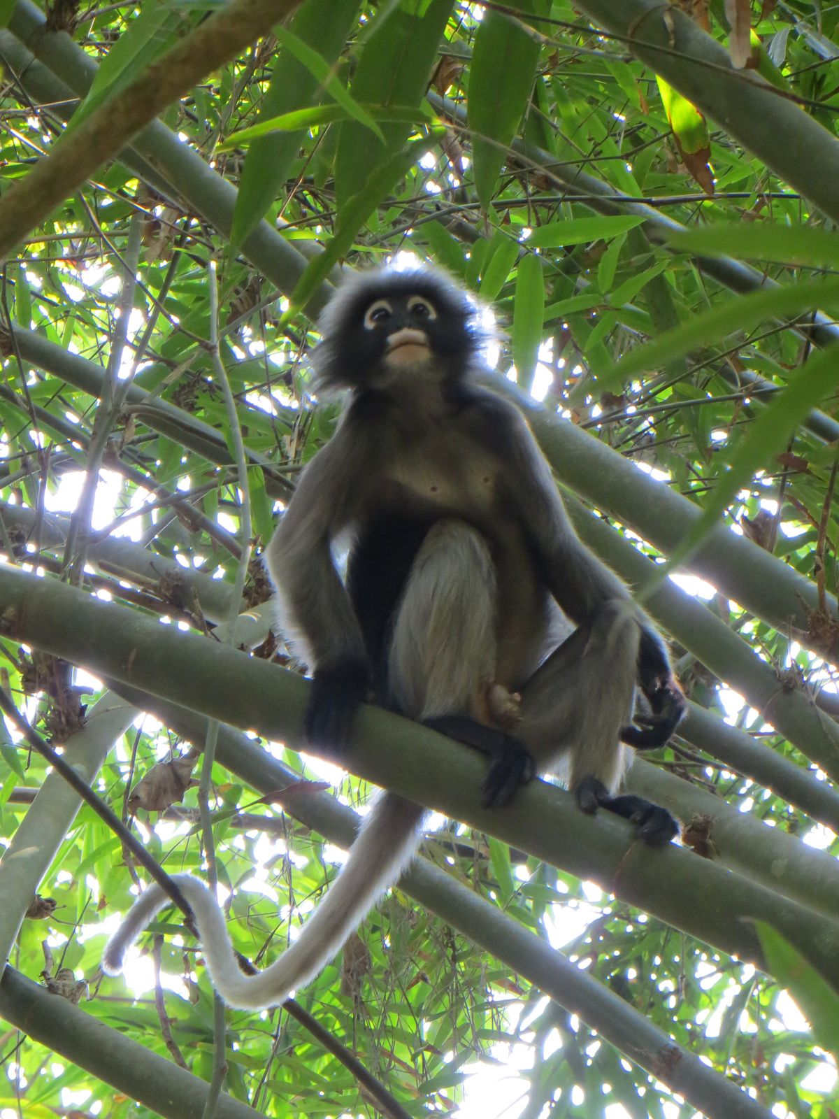 Monkey in a tree