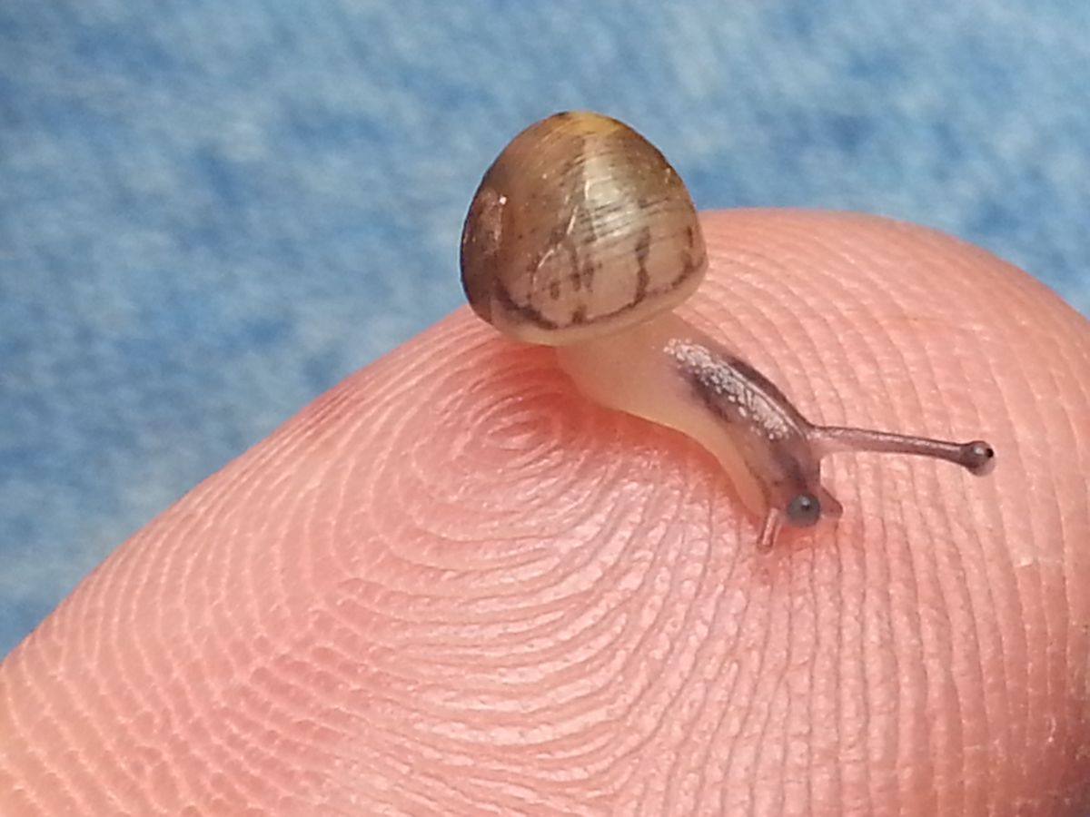Snail on fingertip