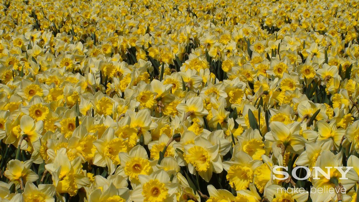 Daffodils